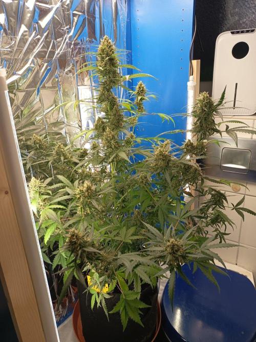 Purple Skunk Auto im Regal. Week 11 - Tag 71