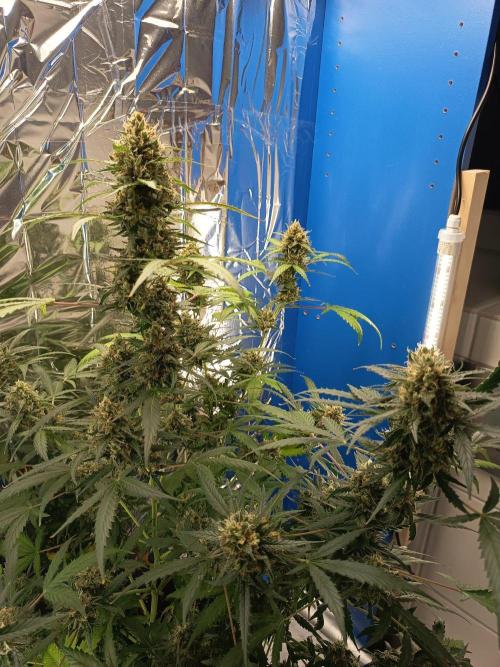 Purple Skunk Auto im Regal. Week 11 - Tag 71