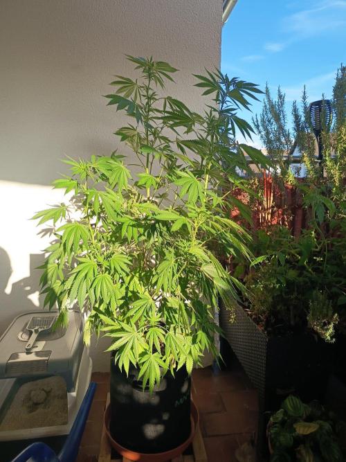 Blue Bullet Auto im Regal. Week 11 - Tag 71
