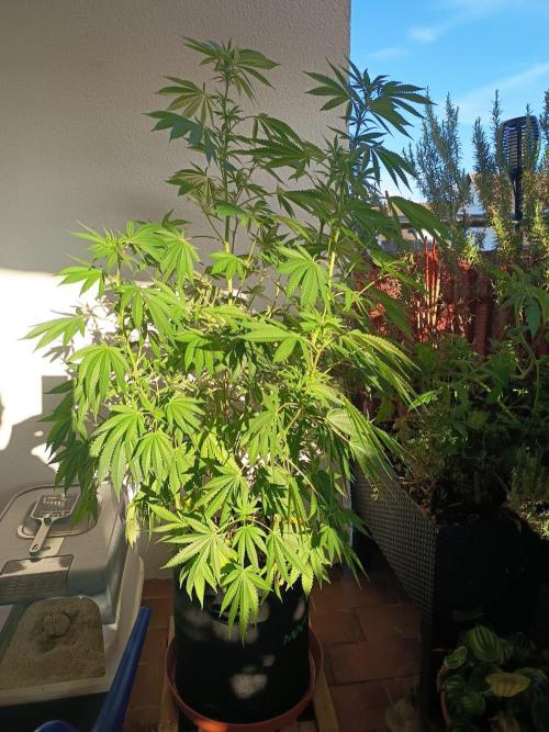 Blue Bullet Auto. Week 11