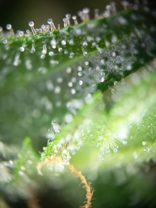 Purple Skunk Auto im Regal. Week 11 - Tag 7 7
