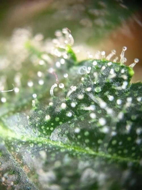 Purple Skunk Auto im Regal. Week 11 - Tag 7 7