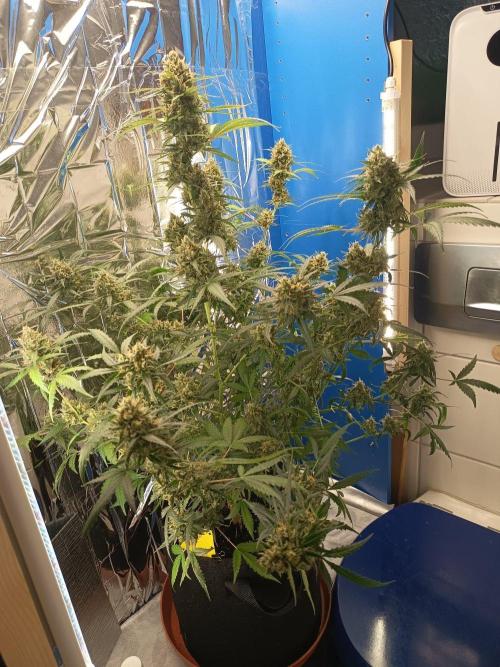 Purple Skunk Auto im Regal. Week 11 - Tag 7 7