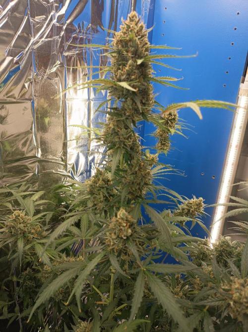 Purple Skunk Auto im Regal. Week 11 - Tag 7 7