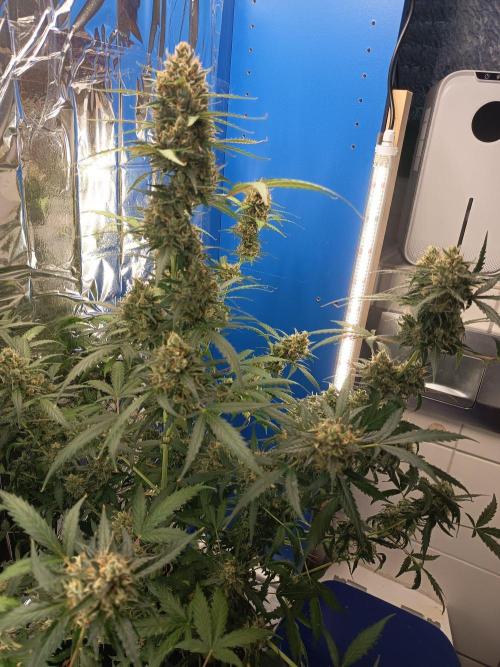 Purple Skunk Auto im Regal. Week 11 - Tag 7 7