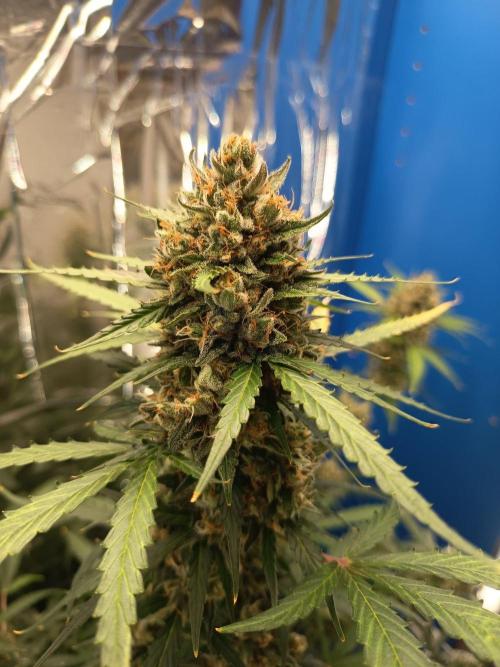 Purple Skunk Auto im Regal. Week 11 - Tag 7 7