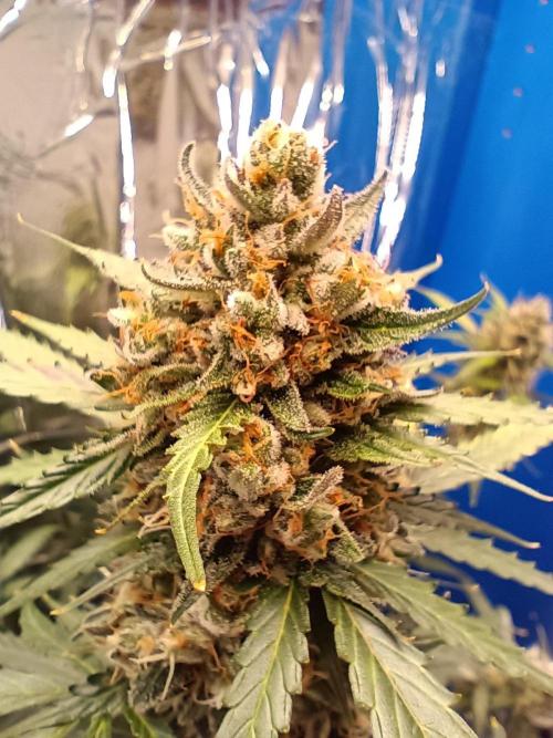 Purple Skunk Auto im Regal. Week 11