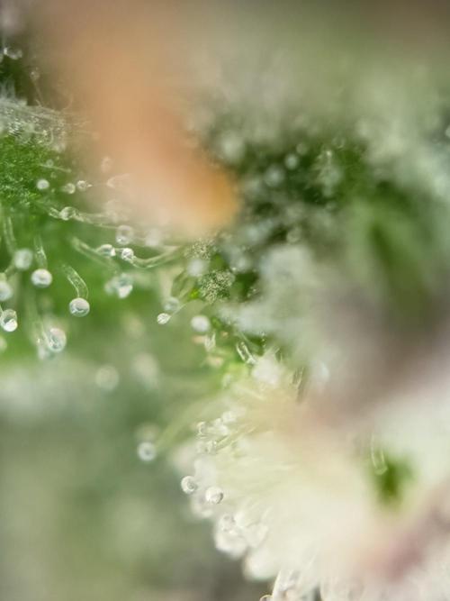 Purple Skunk Auto im Regal. Week 11 - Tag 7 7