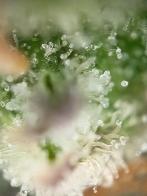 Purple Skunk Auto im Regal. Week 11 - Tag 7 7