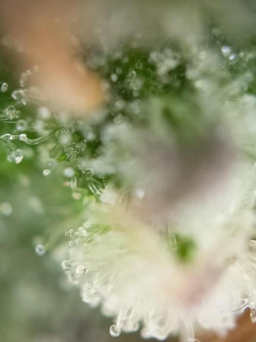 Purple Skunk Auto im Regal. Week 11 - Tag 7 7