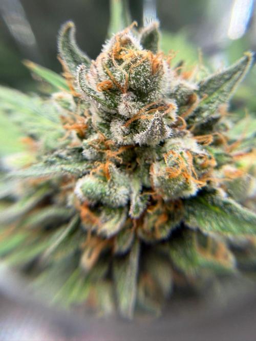 Purple Skunk Auto im Regal. Week 11 - Tag 7 7