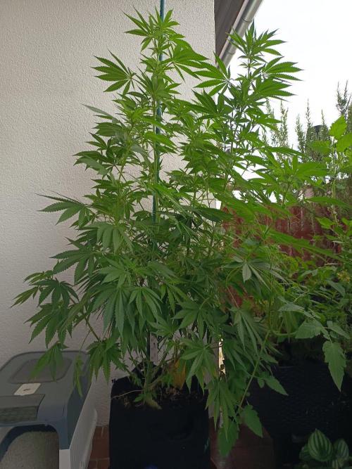 Blue Bullet Auto im Regal. Week 11 - Tag 77