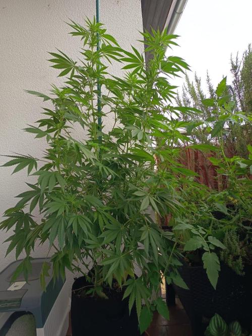 Blue Bullet Auto im Regal. Week 11 - Tag 77