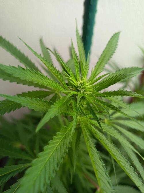 Blue Bullet Auto im Regal. Week 11 - Tag 77