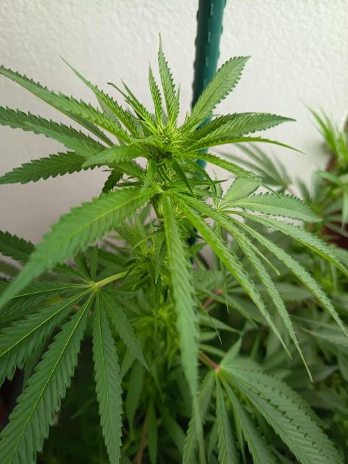 Blue Bullet Auto. Week 11