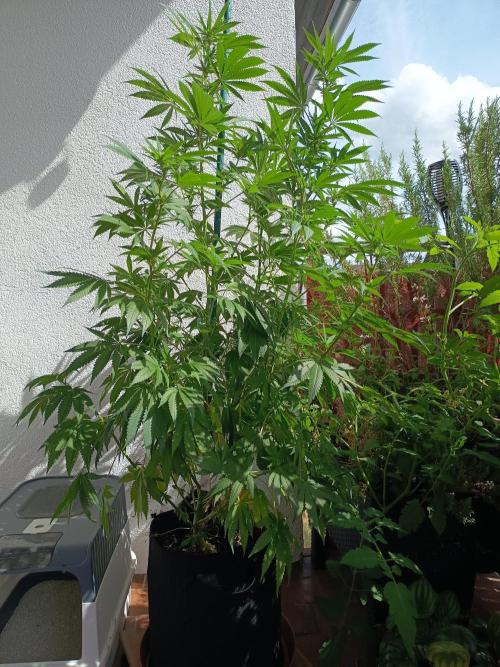 Blue Bullet Auto im Regal. Week 12 - Tag 79