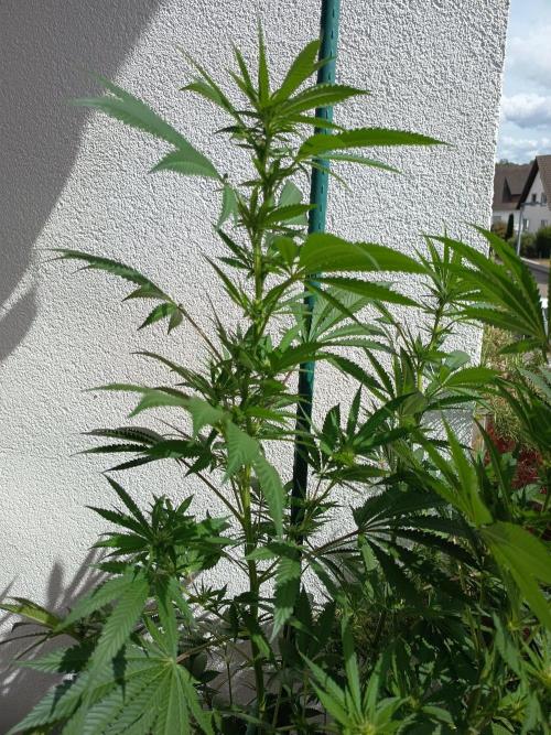 Blue Bullet Auto im Regal. Week 12 - Tag 79