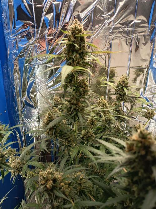 Purple Skunk Auto im Regal. Week 12 - Tag 83