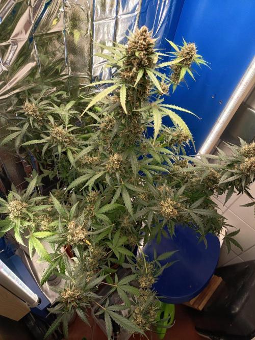 Purple Skunk Auto im Regal. Week 12 - Tag 83