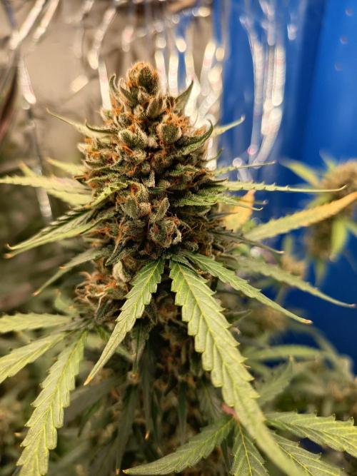 Purple Skunk Auto im Regal. Week 12 - Tag 83
