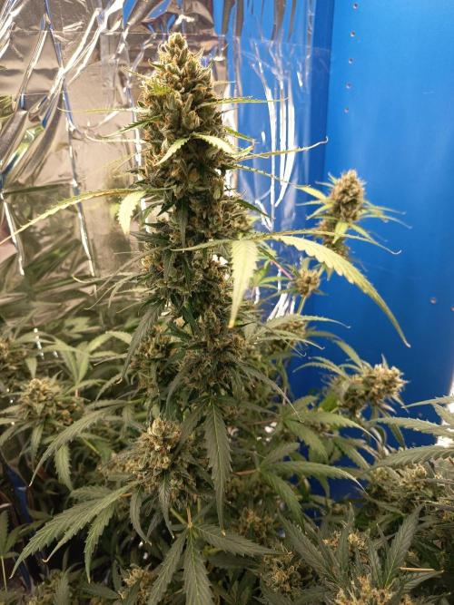Purple Skunk Auto im Regal. Week 12 - Tag 83