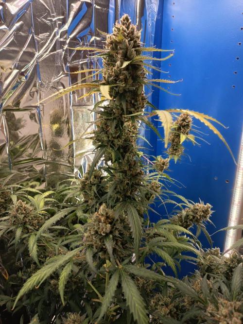 Purple Skunk Auto im Regal. Week 13 - Tag 91