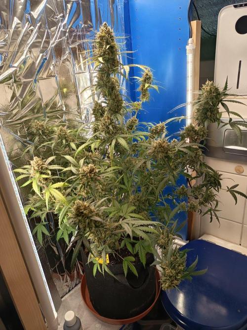 Purple Skunk Auto im Regal. Week 13 - Tag 91
