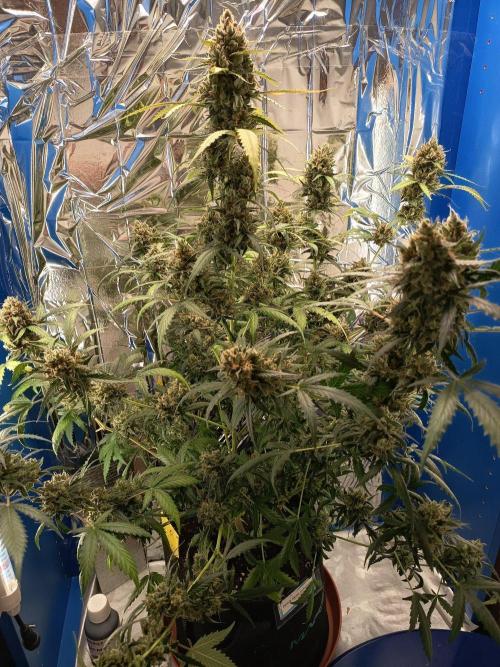 Purple Skunk Auto im Regal. Week 13 - Tag 91