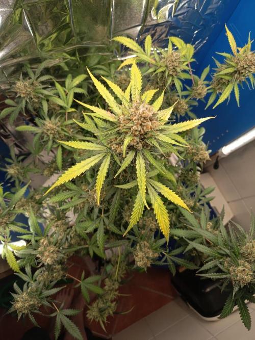 Purple Skunk Auto im Regal. Week 13 - Tag 91