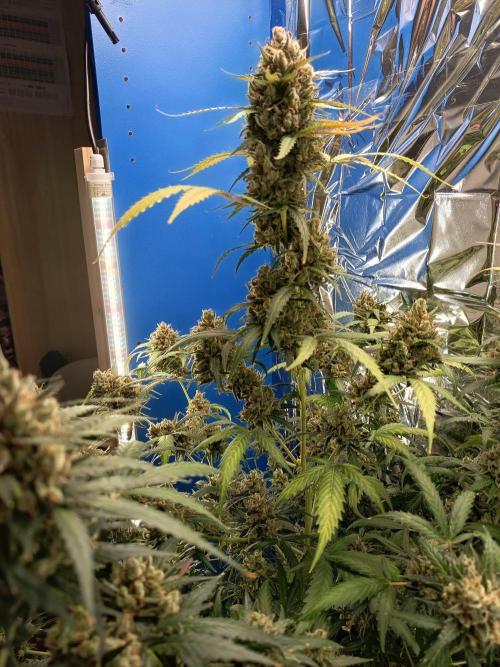 Purple Skunk Auto im Regal. Week 13 - Tag 91