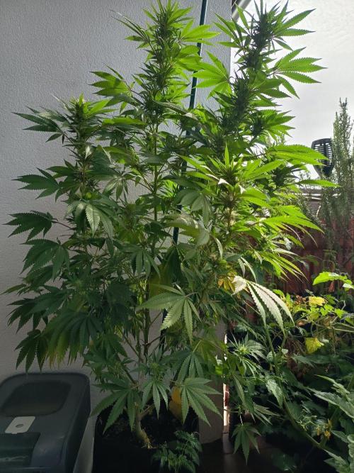 Blue Bullet Auto im Regal. Week 13 - Tag 91