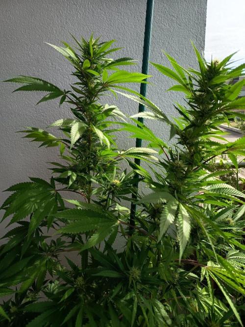 Blue Bullet Auto im Regal. Week 13 - Tag 91