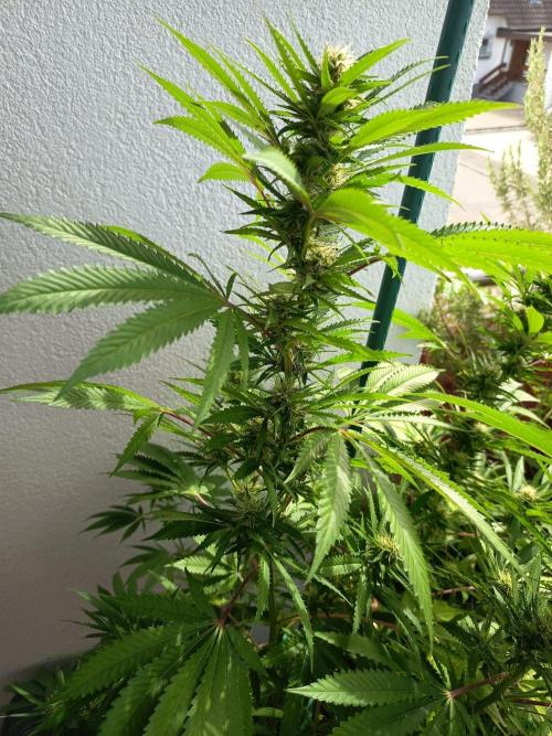 Blue Bullet Auto im Regal. Week 13 - Tag 91