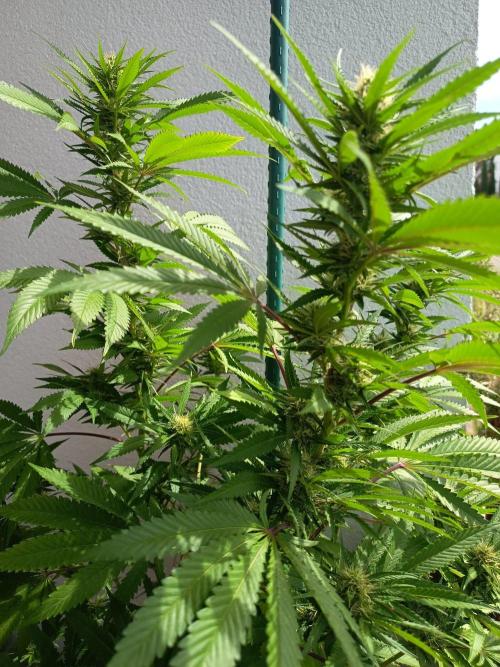 Blue Bullet Auto. Week 13