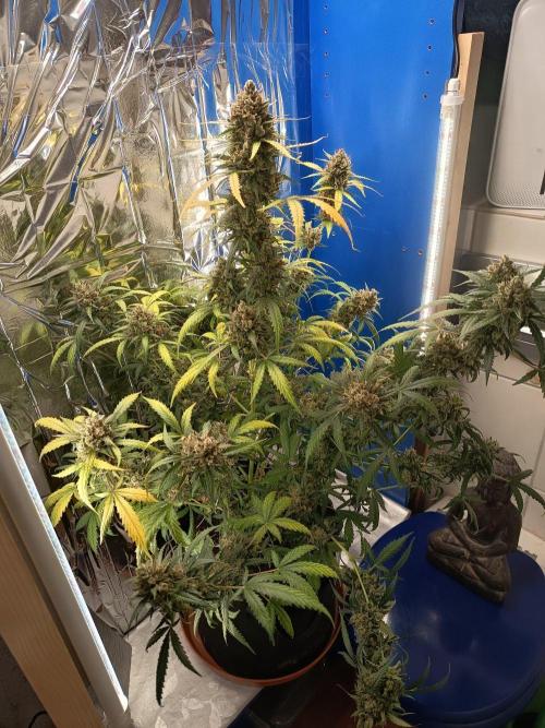 Purple Skunk Auto im Regal. Week 14 - Tag 95