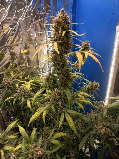 Purple Skunk Auto im Regal. Week 14 - Tag 95