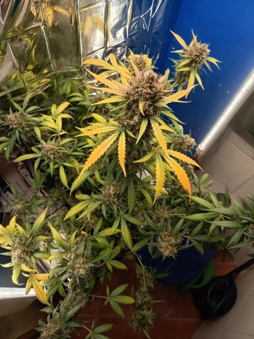 Purple Skunk Auto im Regal. Week 14 - Tag 95
