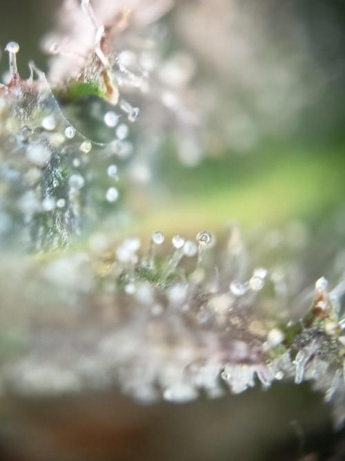 Purple Skunk Auto im Regal. Week 14 - Tag 95