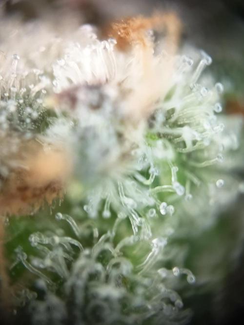 Purple Skunk Auto im Regal. Week 14 - Tag 95