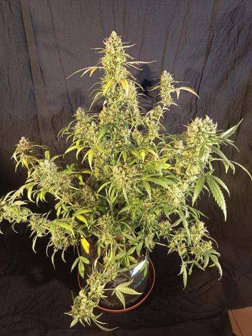 Purple Skunk Auto im Regal. Week 14 - Tag 95