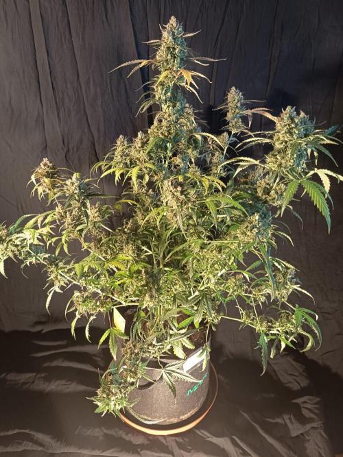 Purple Skunk Auto im Regal. Week 14 - Tag 95