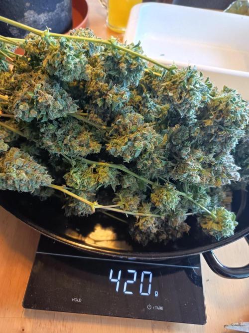 Purple Skunk Auto im Regal. Week 14 - Tag 95