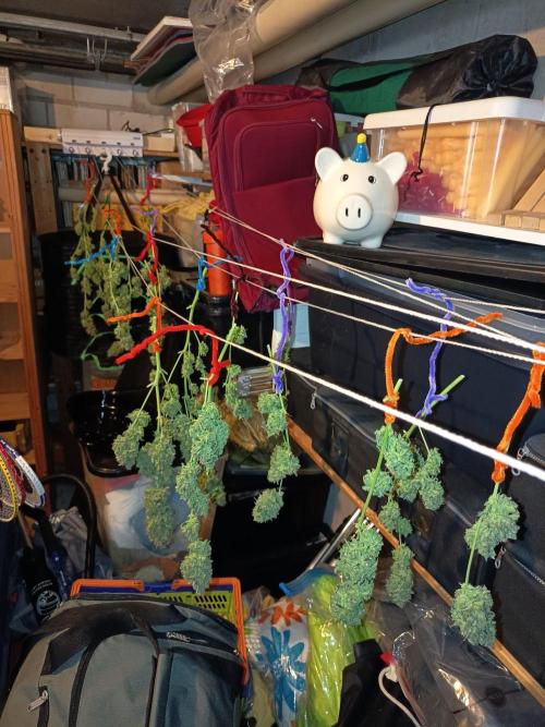 Purple Skunk Auto im Regal. Week 14 - Tag 95