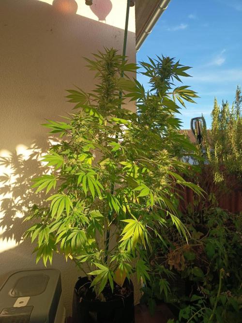 Blue Bullet Auto im Regal. Week 14 - Tag 98