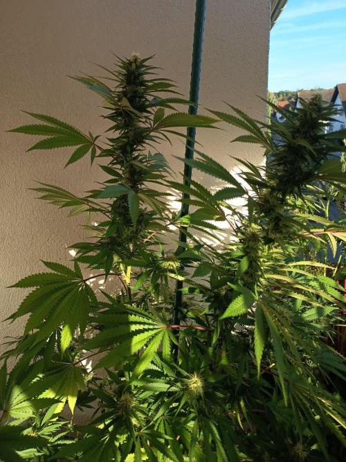 Blue Bullet Auto im Regal. Week 14 - Tag 98