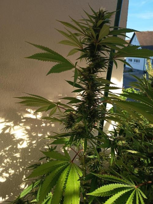 Blue Bullet Auto im Regal. Week 14 - Tag 98