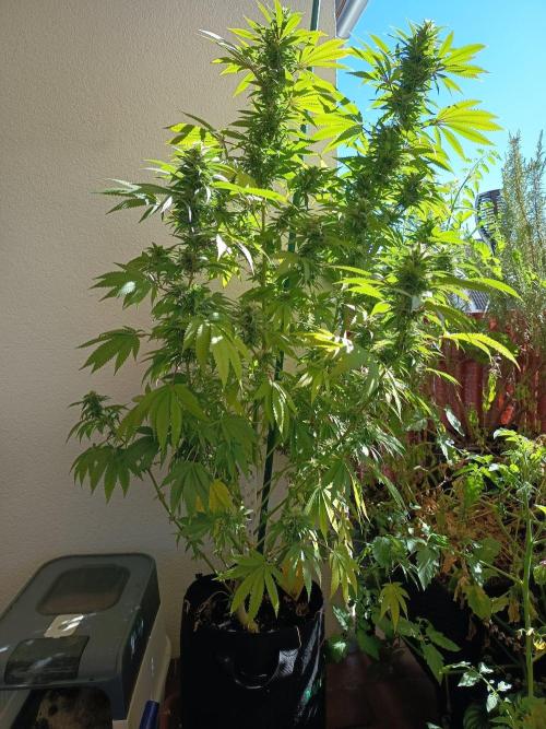 Blue Bullet Auto im Regal. Week 15 - Tag 105