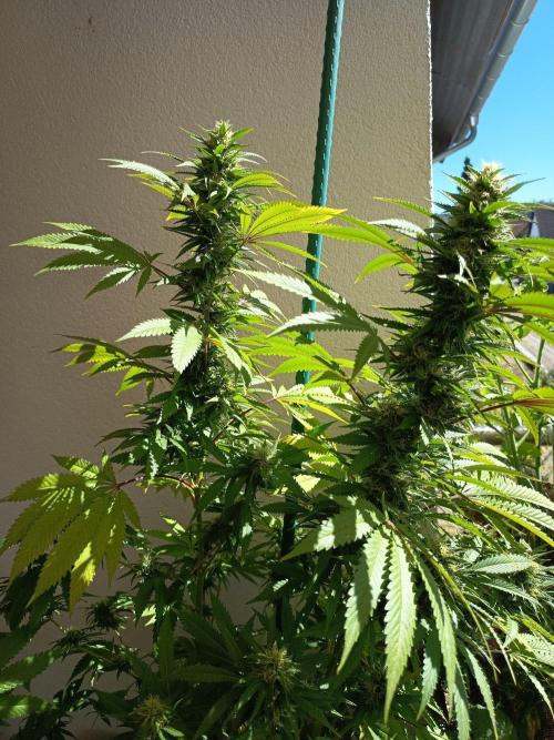 Blue Bullet Auto im Regal. Week 15 - Tag 105