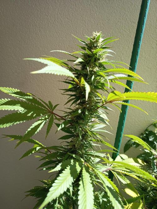 Blue Bullet Auto im Regal. Week 15 - Tag 105