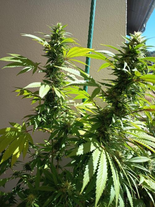 Blue Bullet Auto im Regal. Week 15 - Tag 105